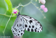 Ideopsis gaura