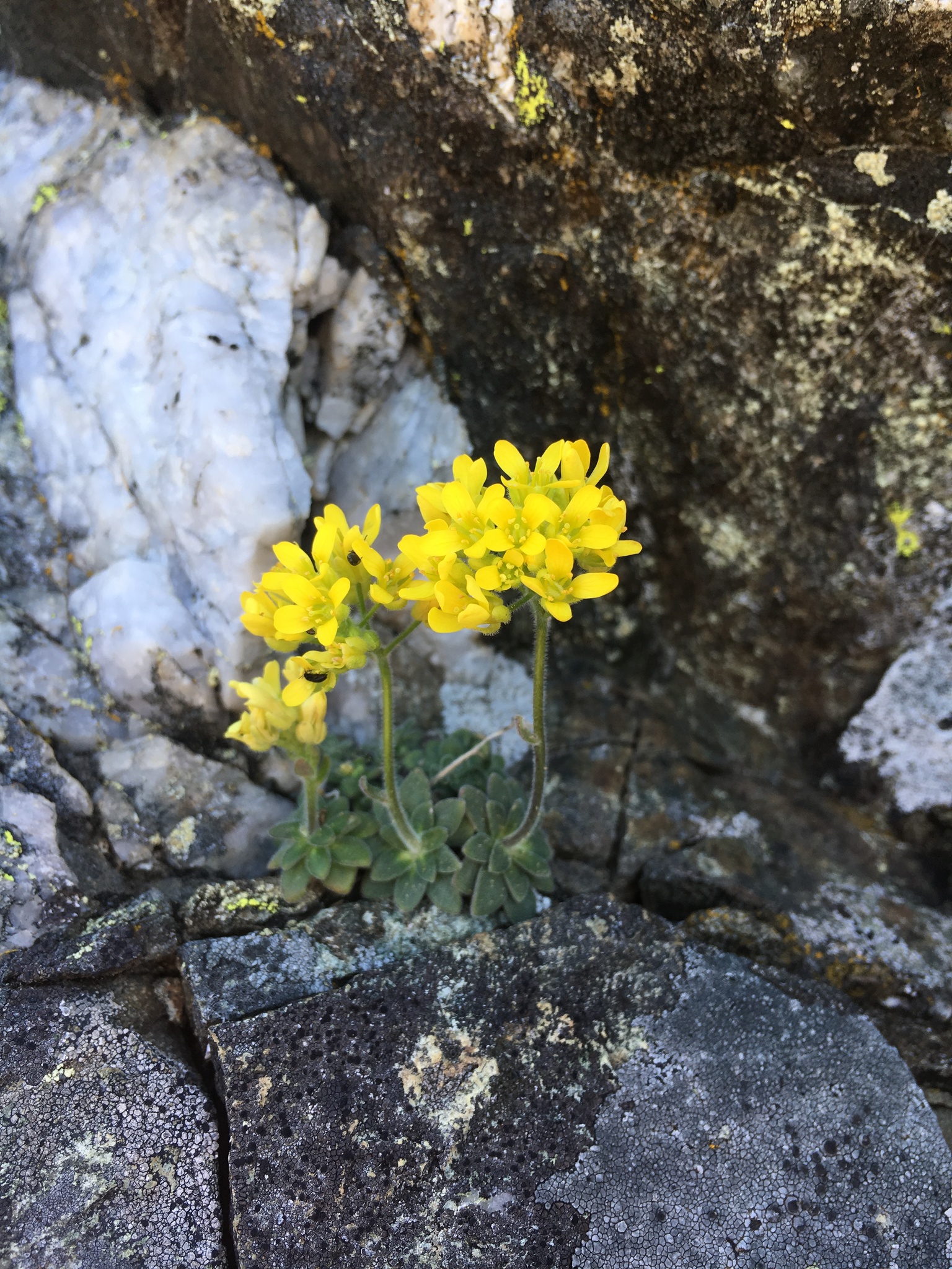 Draba howellii