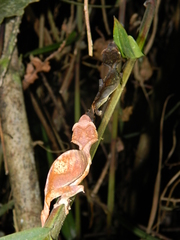 Uroplatus phantasticus