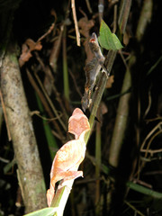 Uroplatus phantasticus