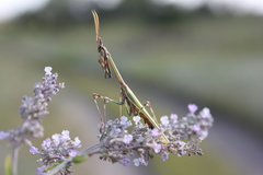 Empusa pennicornis