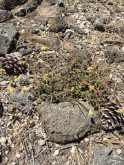 Eriogonum marifolium