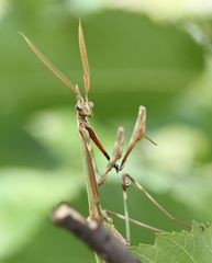 Empusa pennicornis