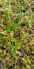 Cyperus blepharoleptos