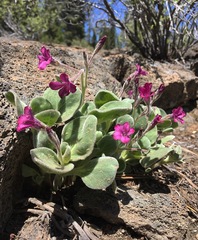 Cycladenia humilis
