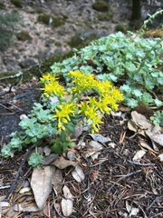 Sedum spathulifolium