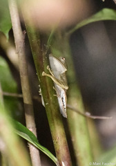 Polypedates otilophus