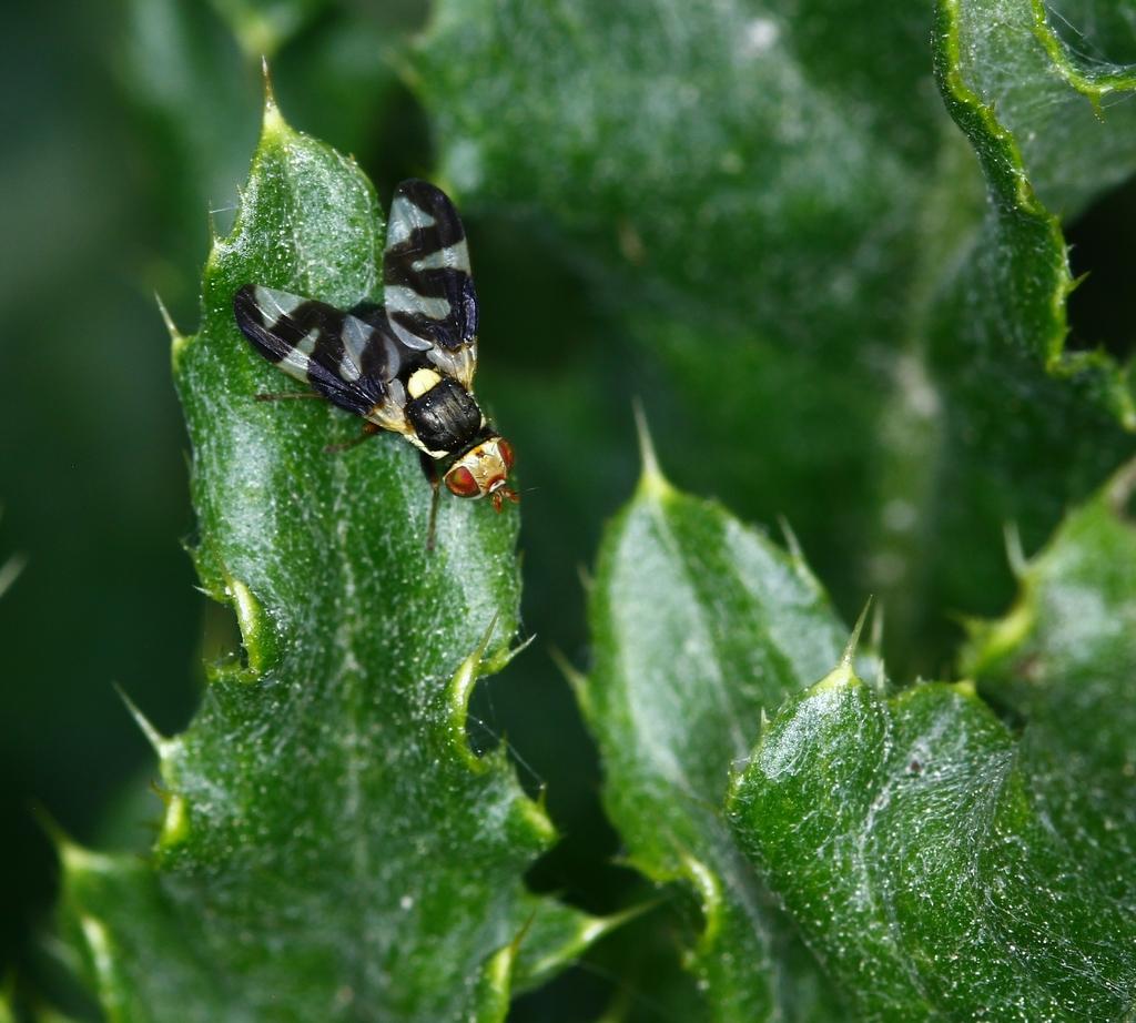 Thistle Stem Gall Fly in June 2025 by coramcan · iNaturalist