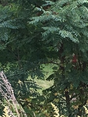 Troglodytes aedon aedon