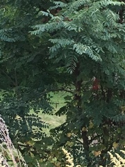 Troglodytes aedon aedon