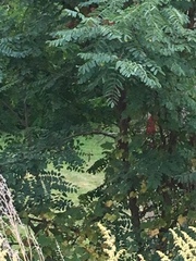 Troglodytes aedon aedon