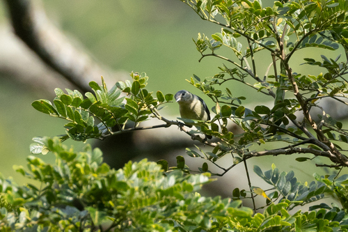 White-eared Conebill (Conirostrum leucogenys), photo 5