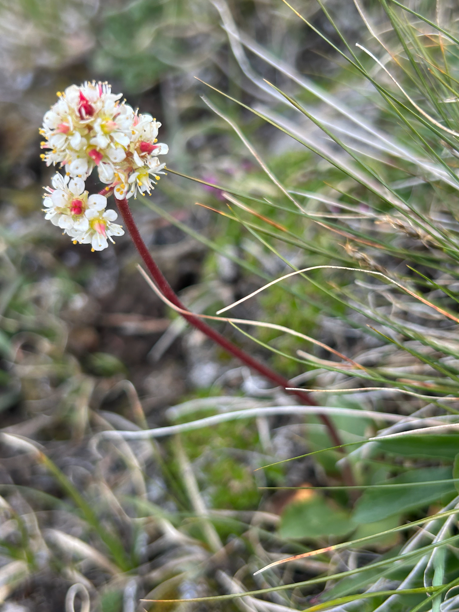 Micranthes occidentalis