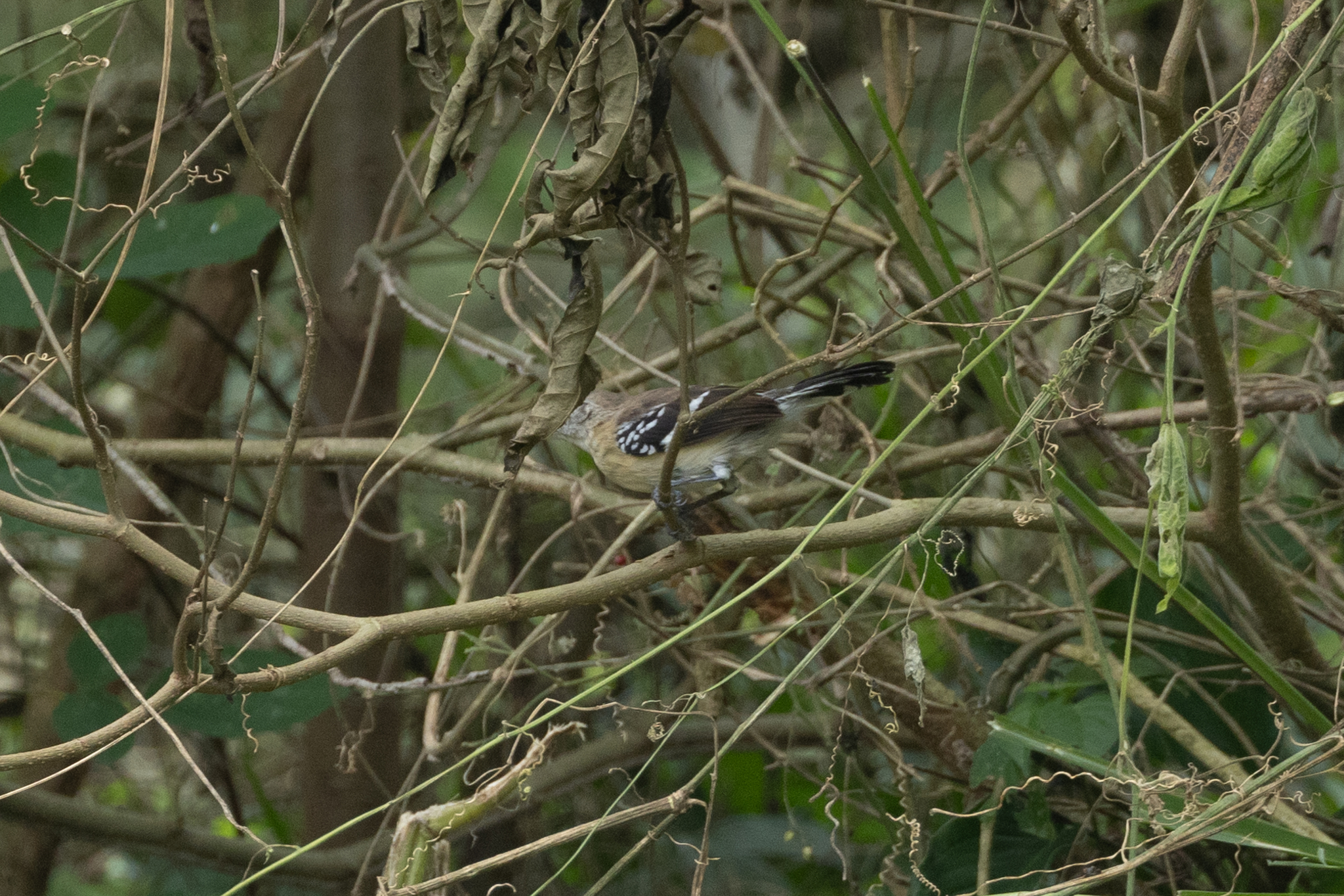 Northern White-fringed Antwren (Formicivora intermedia), photo 9