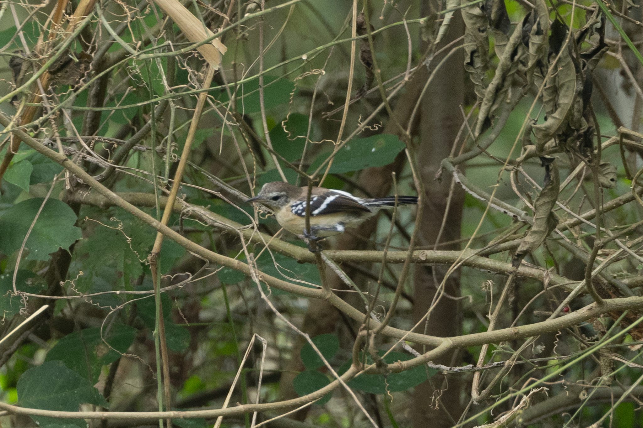 Northern White-fringed Antwren (Formicivora intermedia), photo 10