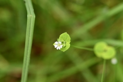 Drymaria villosa