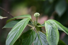 Cornus disciflora