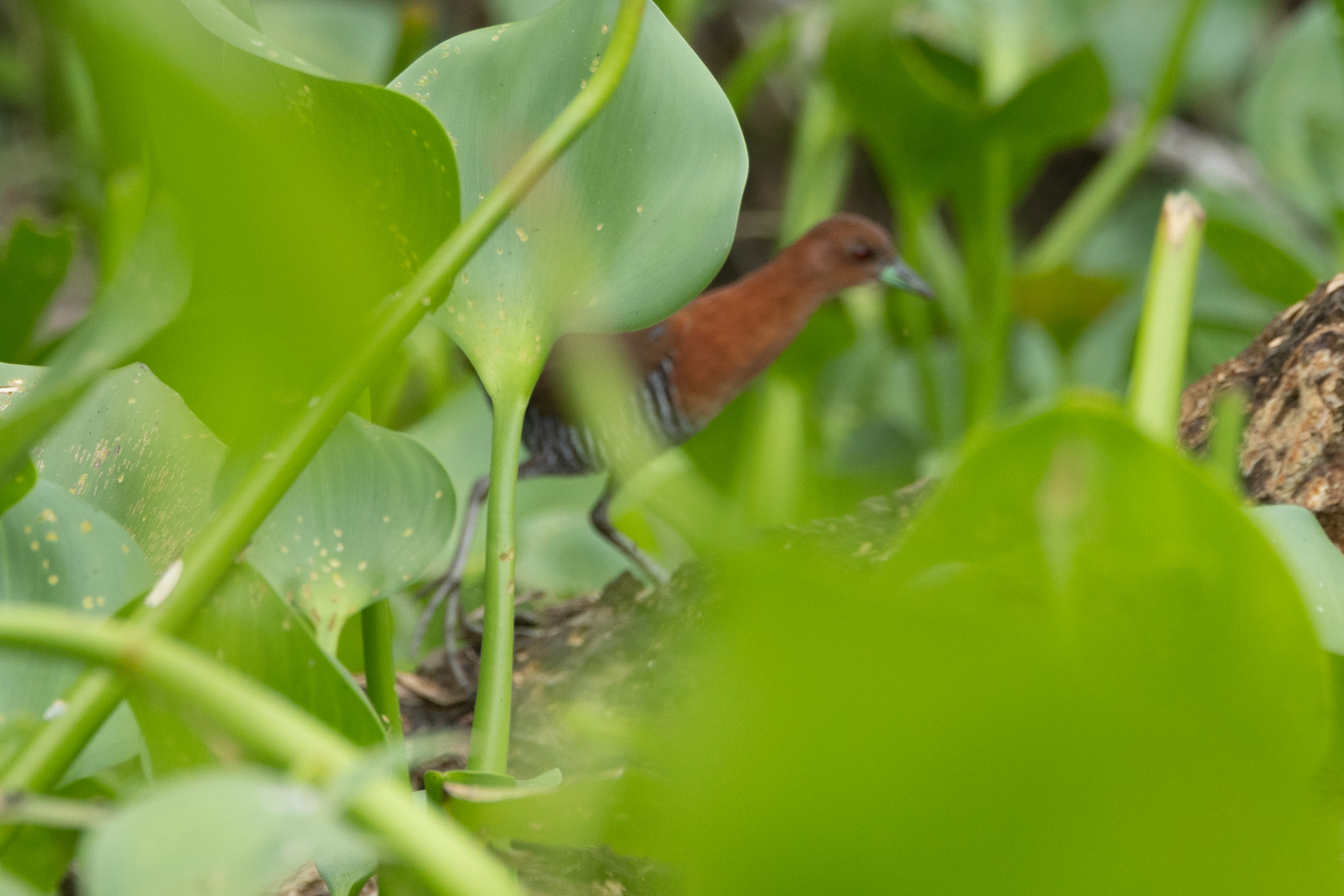 White-throated Crake (Laterallus albigularis), photo 10