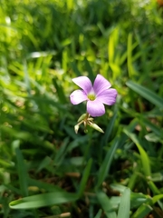 Oxalis drummondii