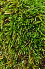 Pseudisothecium cristatum