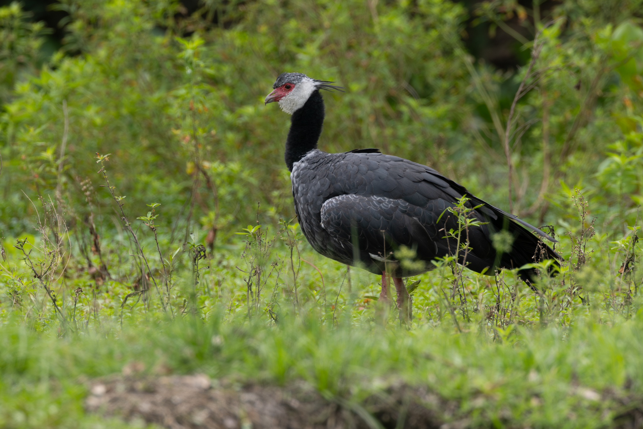 Northern Screamer (Chauna chavaria), photo 10