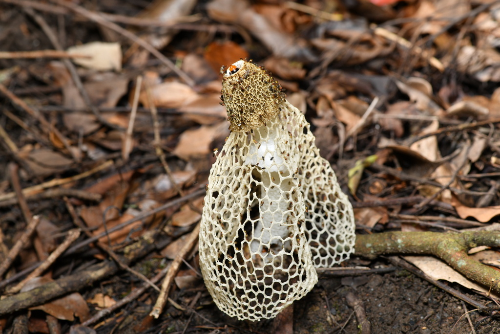 Phallus lutescens · June 2025 · photo: © yunglunlin (iNaturalist, cc-by)