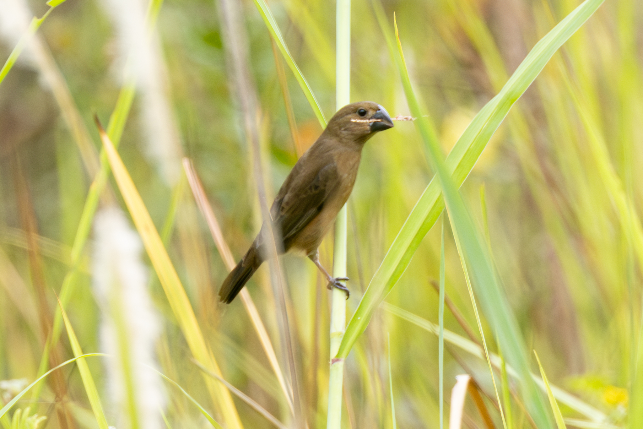 Large-billed Seed Finch (Sporophila crassirostris), photo 1
