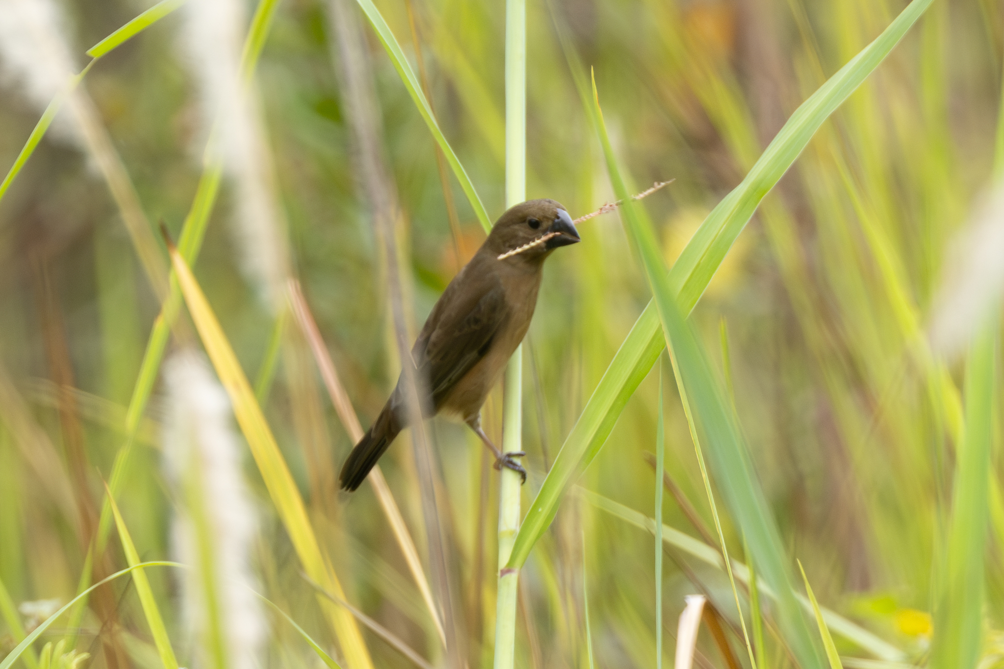 Large-billed Seed Finch (Sporophila crassirostris), photo 2