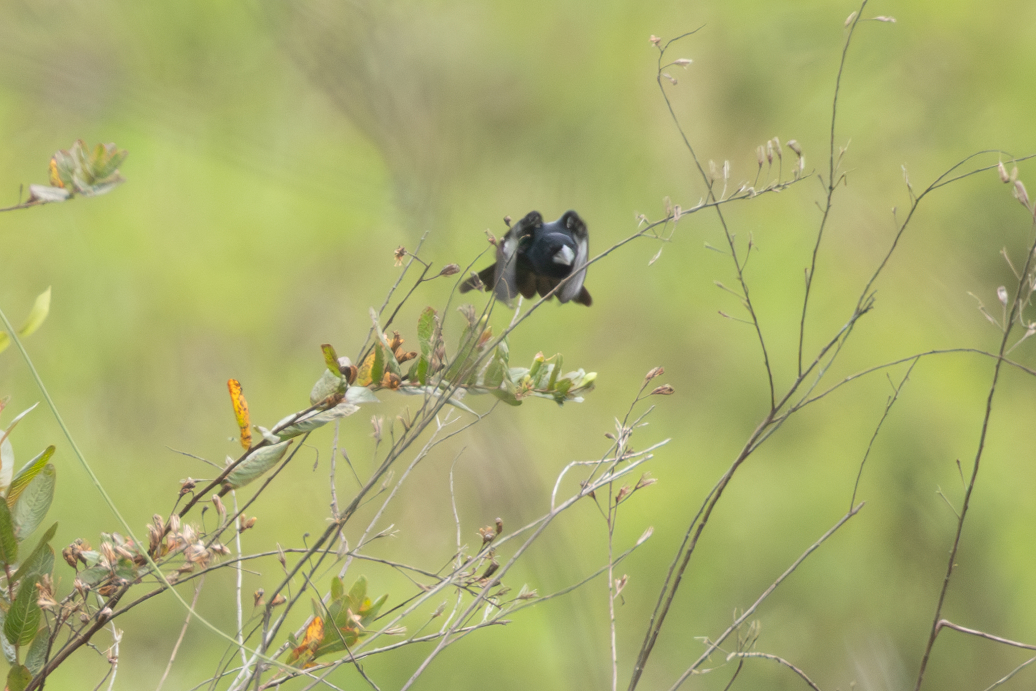 Large-billed Seed Finch (Sporophila crassirostris), photo 10