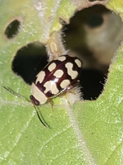 Alagoasa jacobiana