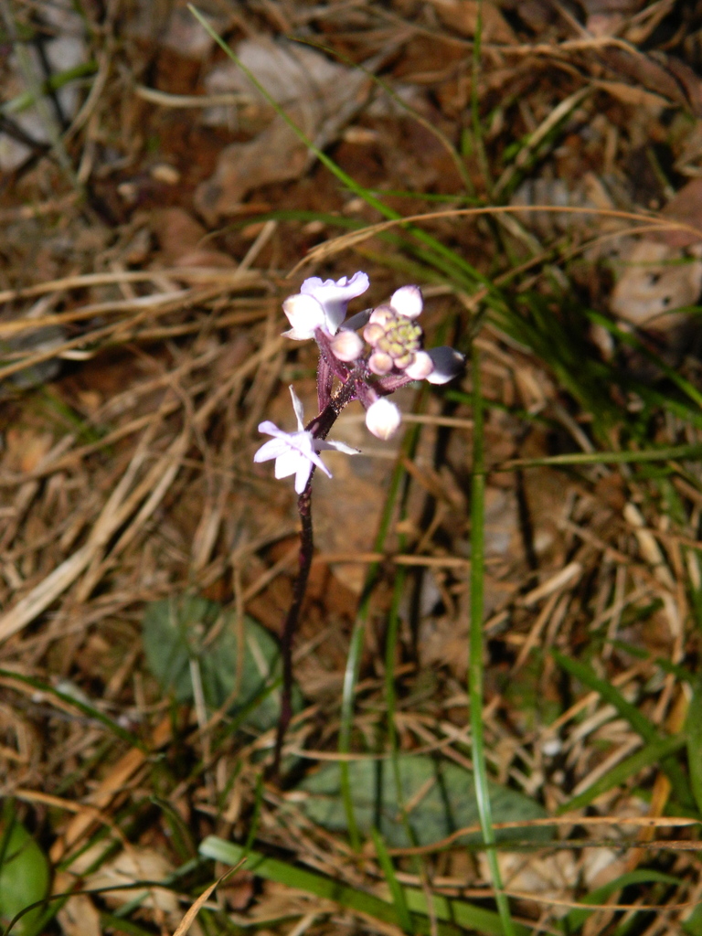 Cynorkis ridleyi