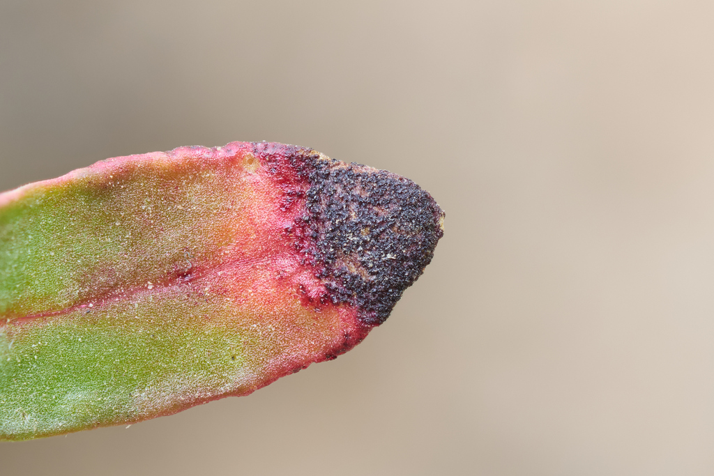 Synchytriaceae sp. 'NV01'
