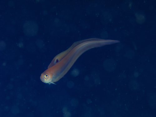 Blackspot bandfish (Acanthocepola limbata) — Cepolidae