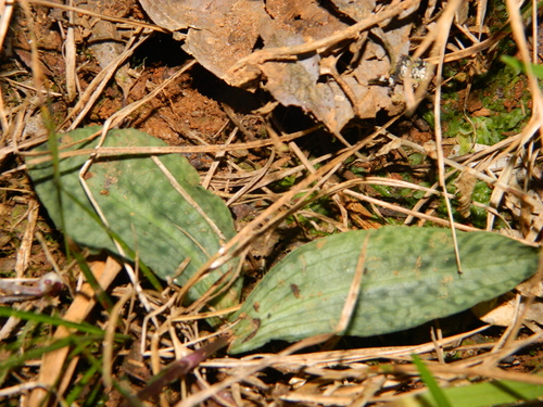 Cynorkis ridleyi
