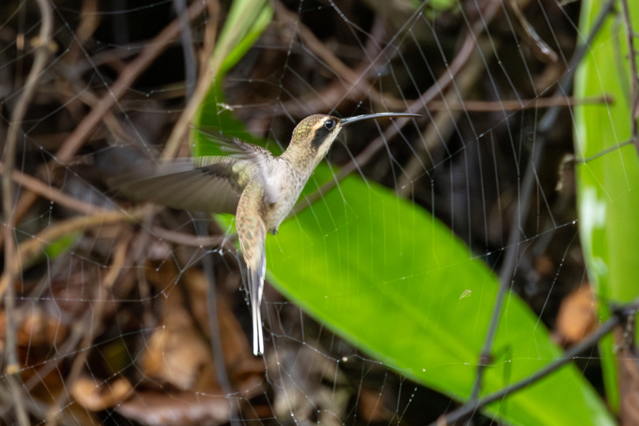 Pale-bellied Hermit (Phaethornis anthophilus), photo 10