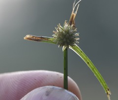 Cyperus brevifolioides