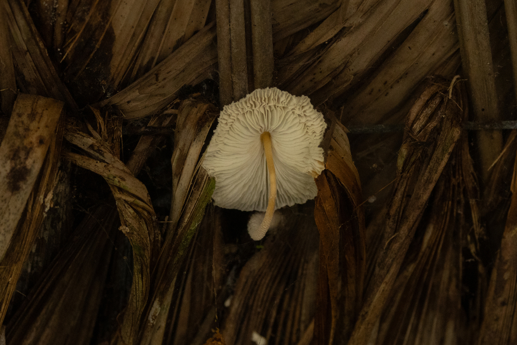 Leucocoprinus cretaceus · April 2025 · photo: © ryanfm (iNaturalist, cc-by)
