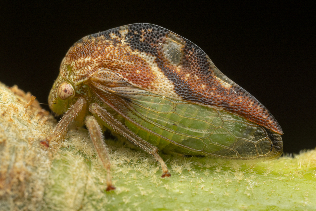 Cyrtolobus fenestratus