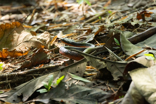 Shropshire's Puffing Snake