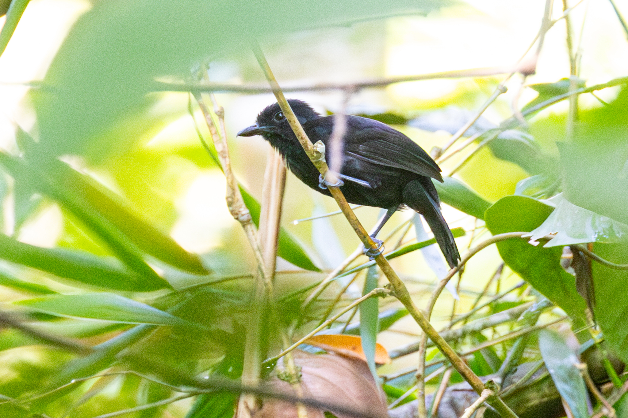 Black Antshrike (Thamnophilus nigriceps), photo 4
