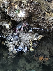 Pachygrapsus crassipes