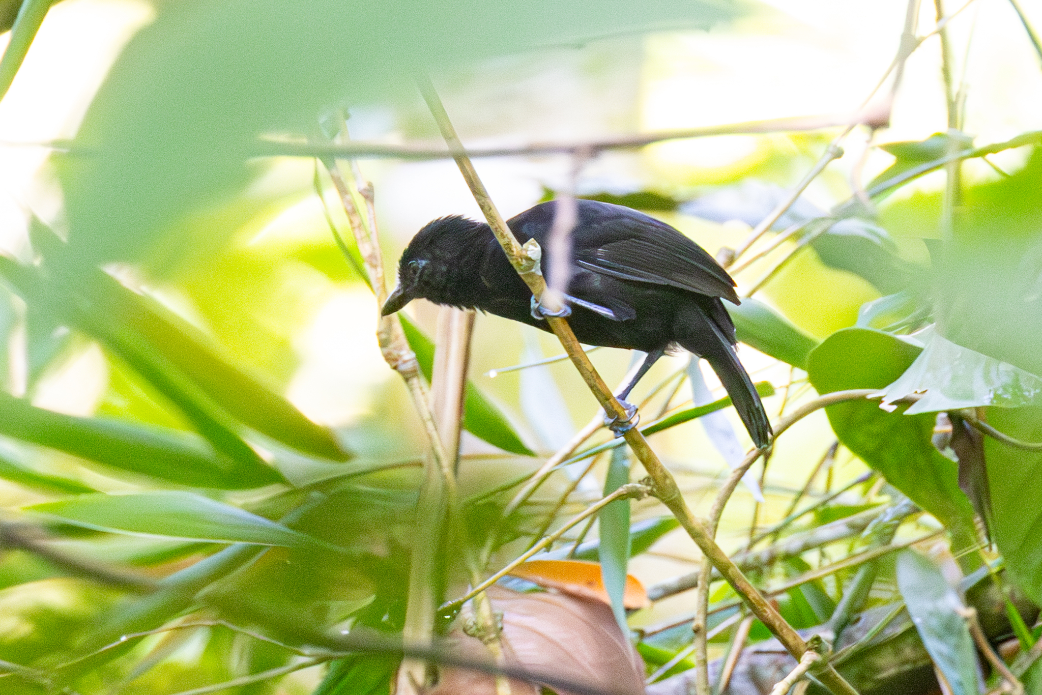 Black Antshrike (Thamnophilus nigriceps), photo 3