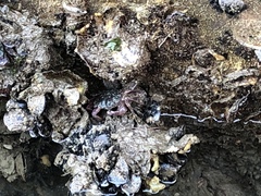 Pachygrapsus crassipes