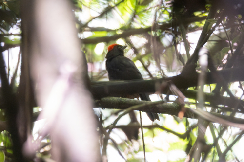 Sooty Ant Tanager (Driophlox gutturalis), photo 6