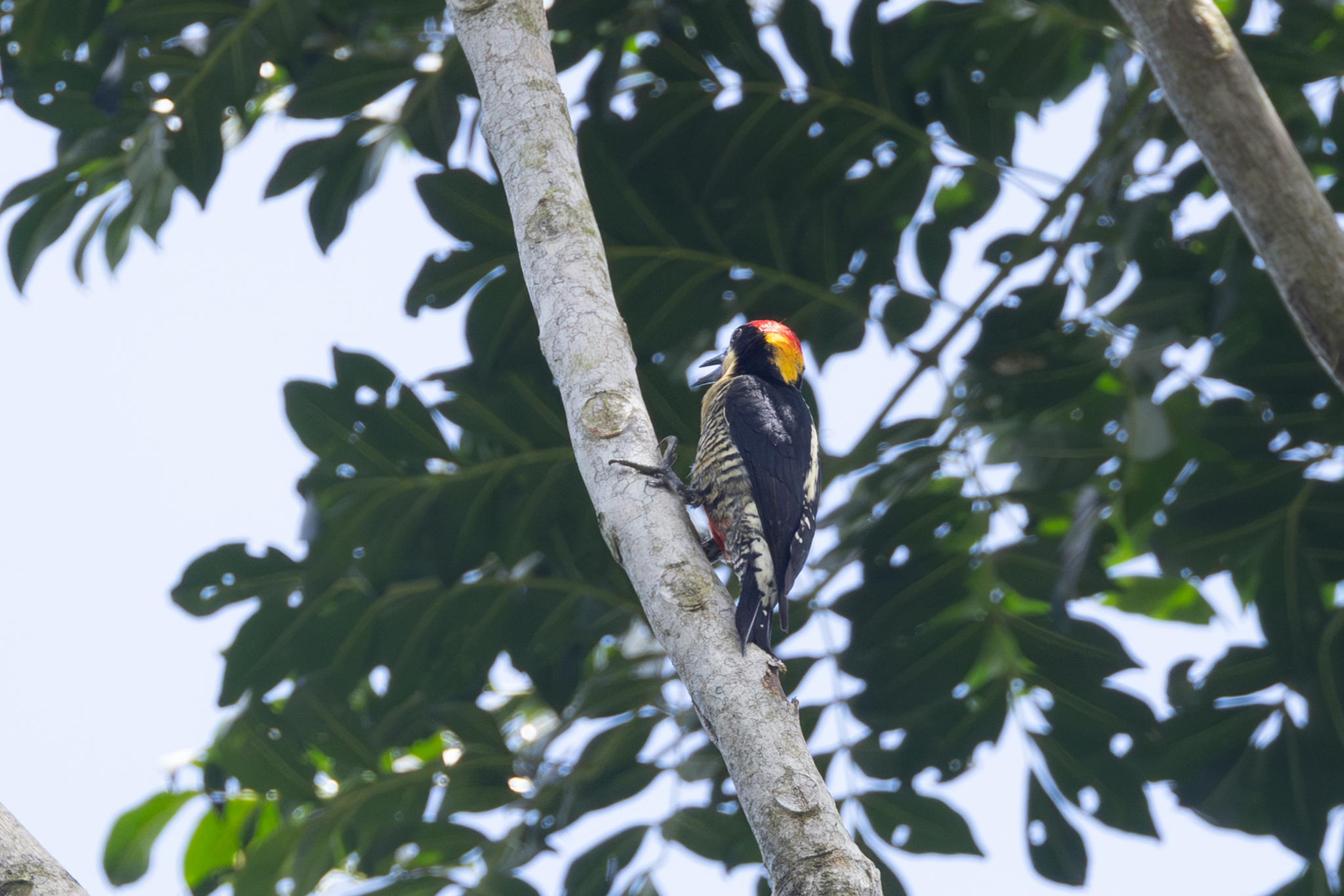Beautiful Woodpecker (Melanerpes pulcher), photo 3