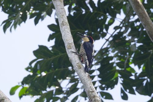 Beautiful Woodpecker (Melanerpes pulcher), photo 4