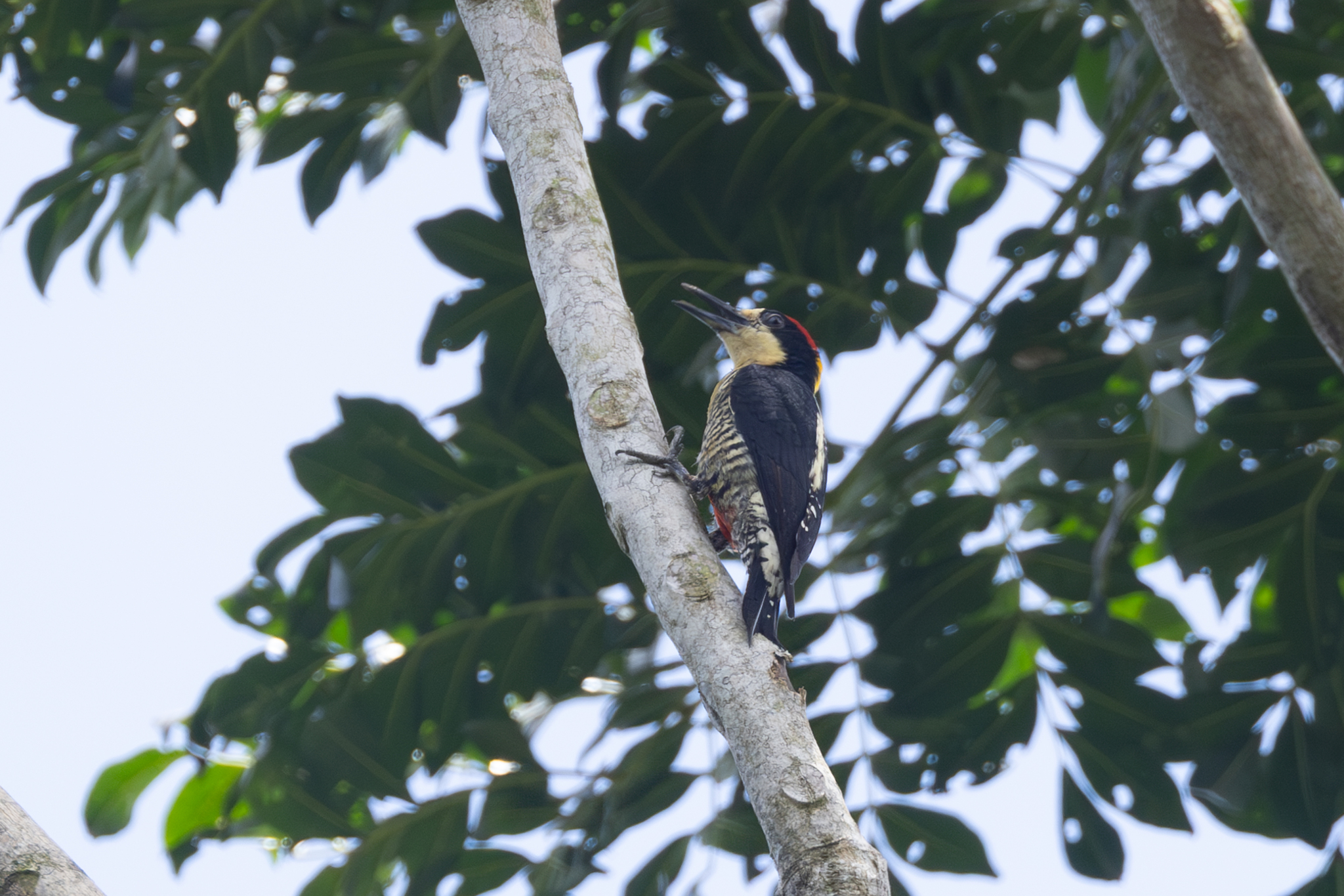 Beautiful Woodpecker (Melanerpes pulcher), photo 4