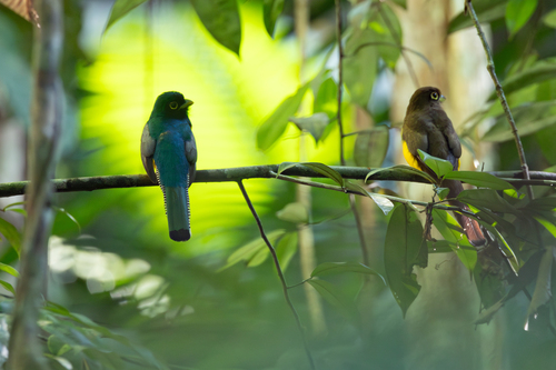 Choco Black-throated Trogon (Trogon cupreicauda), photo 4