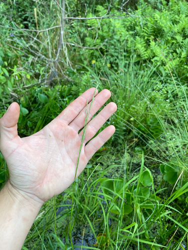 Floating Mannagrass (Glyceria septentrionalis)