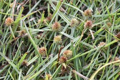 Cyperus brevifolioides